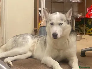 Siberian Husky dogs Urgent Rehome – Siberian Husky (Female) - Advert 1