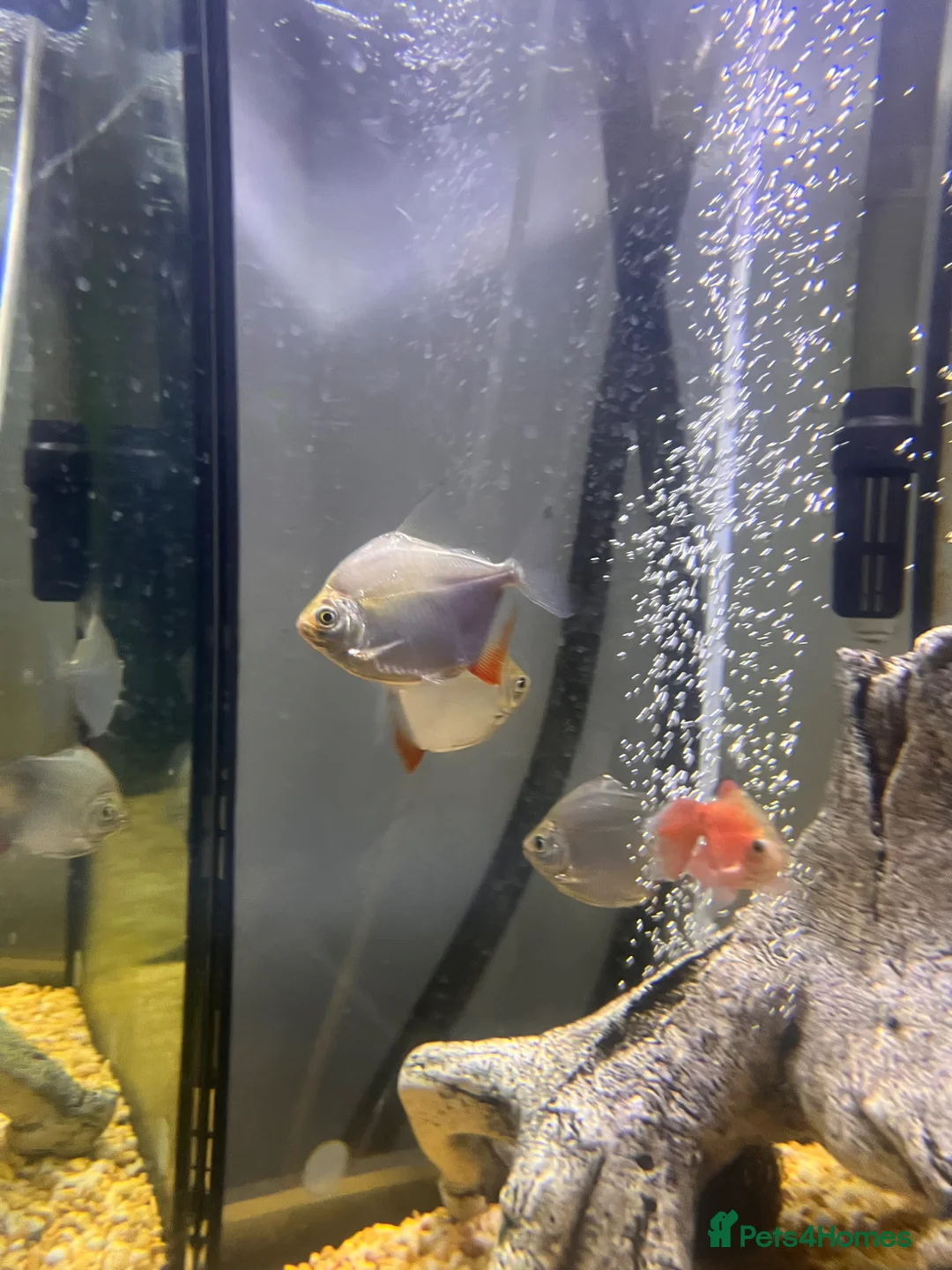 Cichlids fish for sale: 3 x silver dollar fish  - Advert 1