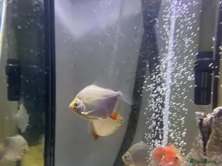 Cichlids fish 3 x silver dollar fish - Advert 1