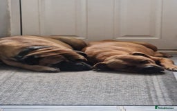 Mixed Breed dogs for sale: Bullmastiff X Puppies - Image 39