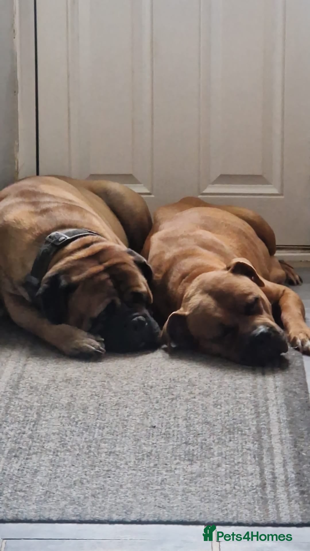 Mixed Breed dogs for sale: Bullmastiff X Puppies - Image 39