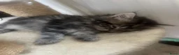 Mixed Breed cats for sale: Adorable Persian-X kittens for sale  - Advert 2