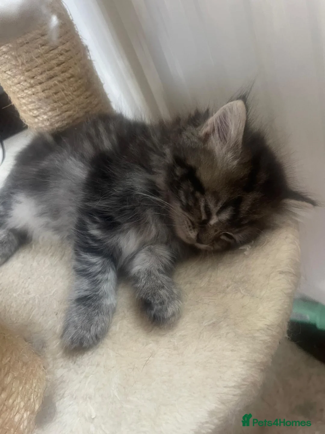 Mixed Breed cats for sale: Adorable Persian-X kittens for sale  - Advert 2