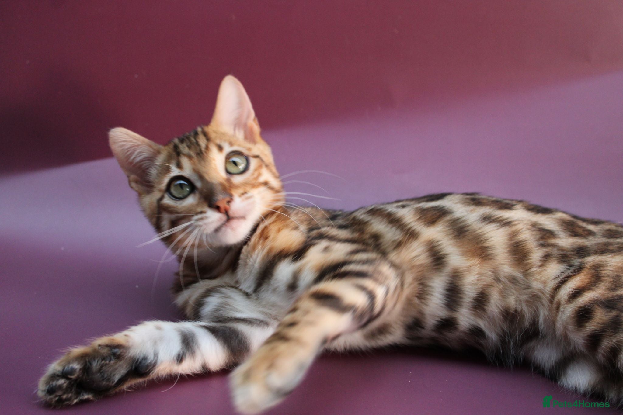 Bengal cats 🔥Beautiful Bengal available🔥 - Advert 1