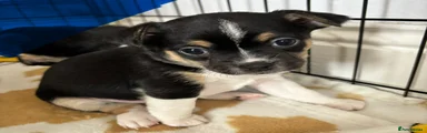 Jack Chi Puppy 7