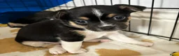 Jack Chi dogs for sale: 1/4 Jack Russell 3/4 chihuahua  - Advert 14