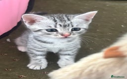 British Shorthair cats for sale: BSH silver tabby kittens - Image 5