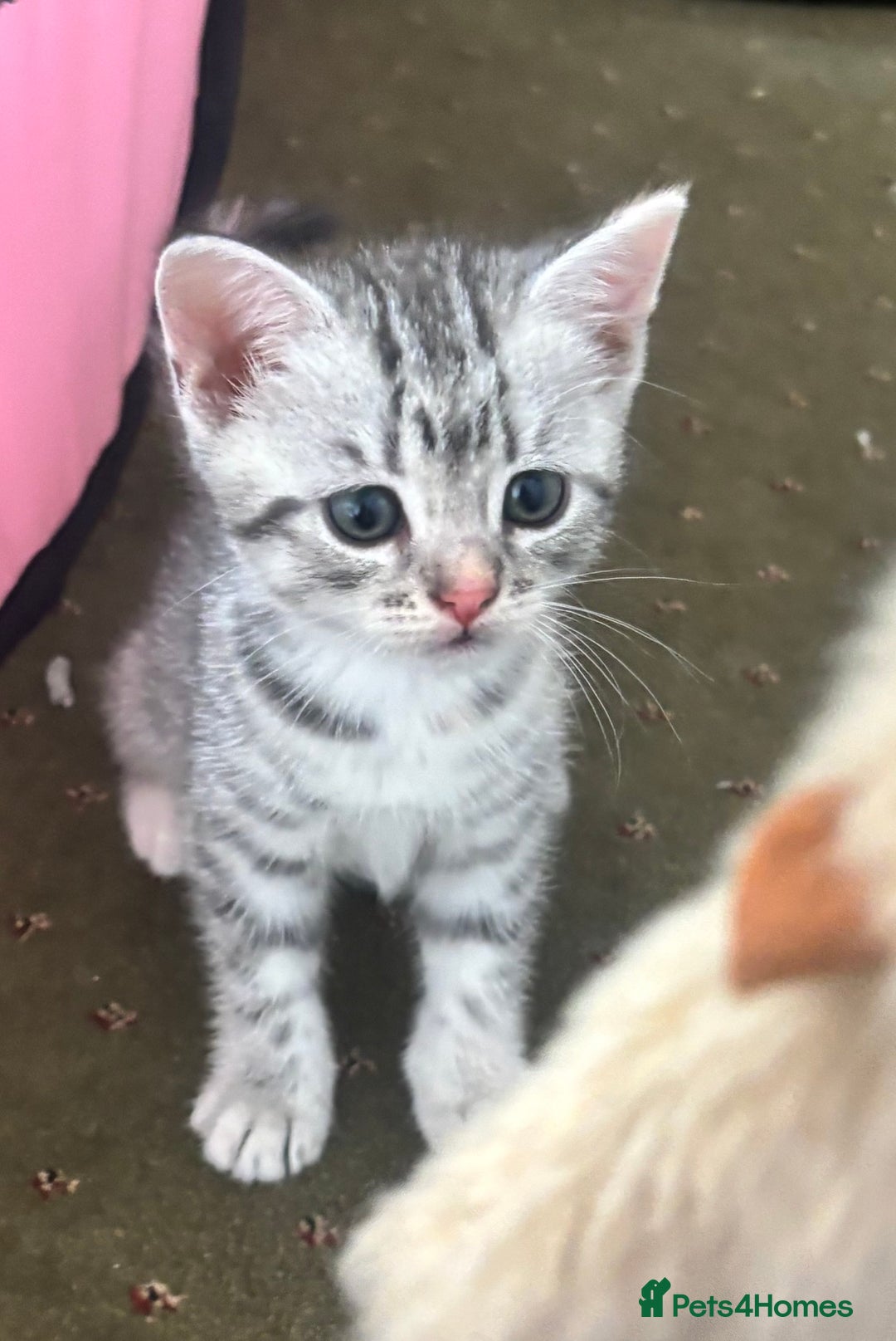 British Shorthair cats for sale: BSH silver tabby kittens - Image 5