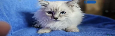 Siberian Kitten 3 (Blue)