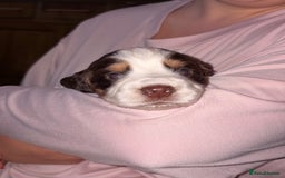 Sprocker dogs for sale: 9 Sprocker puppies  - Image 2