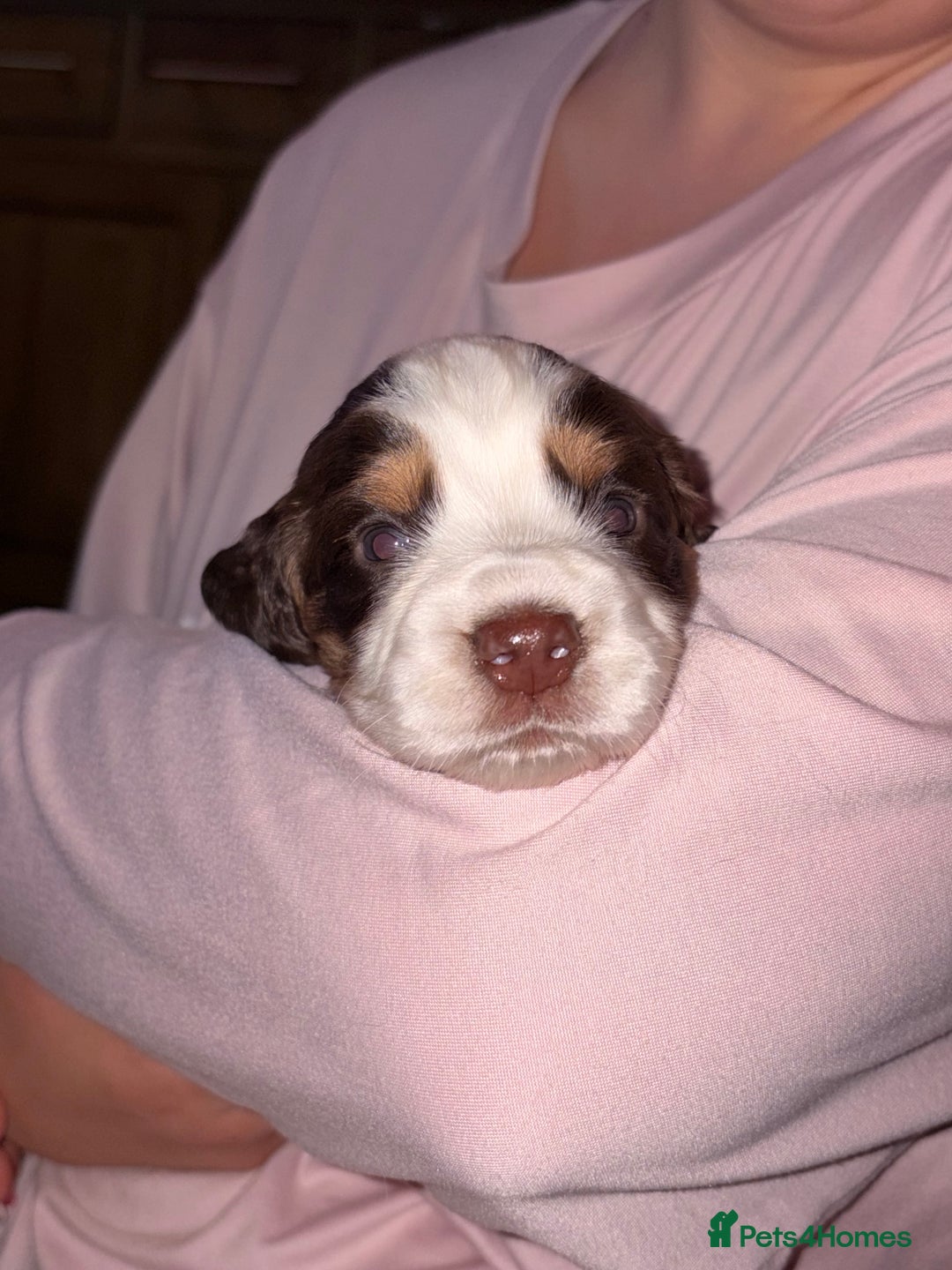 Sprocker dogs for sale: 9 Sprocker puppies  - Image 2