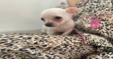 Chihuahua dogs - Advert 10
