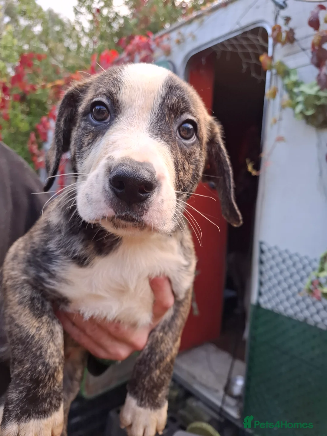 Mixed Breed dogs for sale: Staffy cross pups for sale  - Advert 2