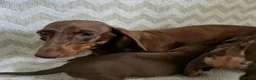 Dachshund dogs for sale: KC reg Standard Dachshund Puppies - Advert 19