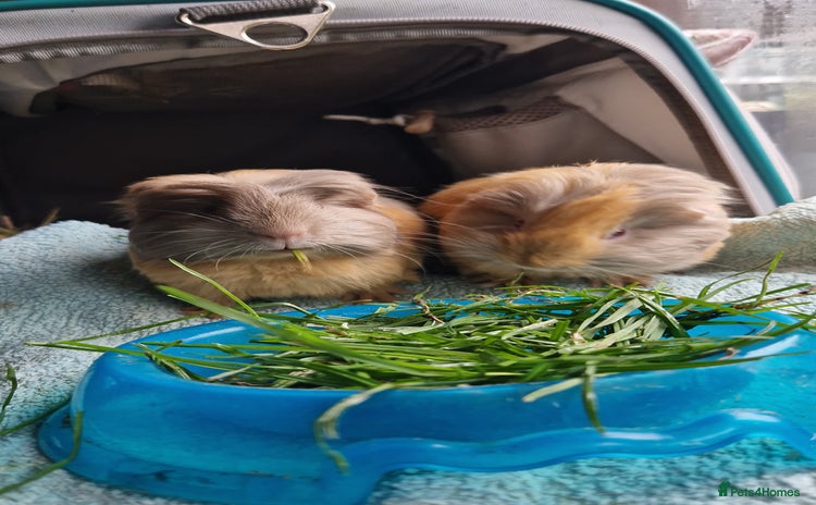 Guinea Pig rodents - Advert 15