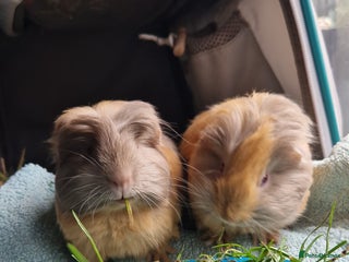 Guinea Pig rodents - Advert 33