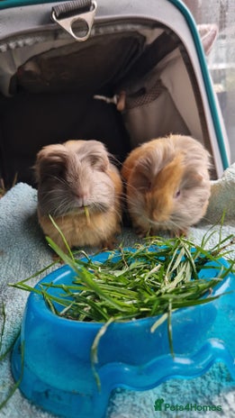 Guinea Pig rodents - Advert 15