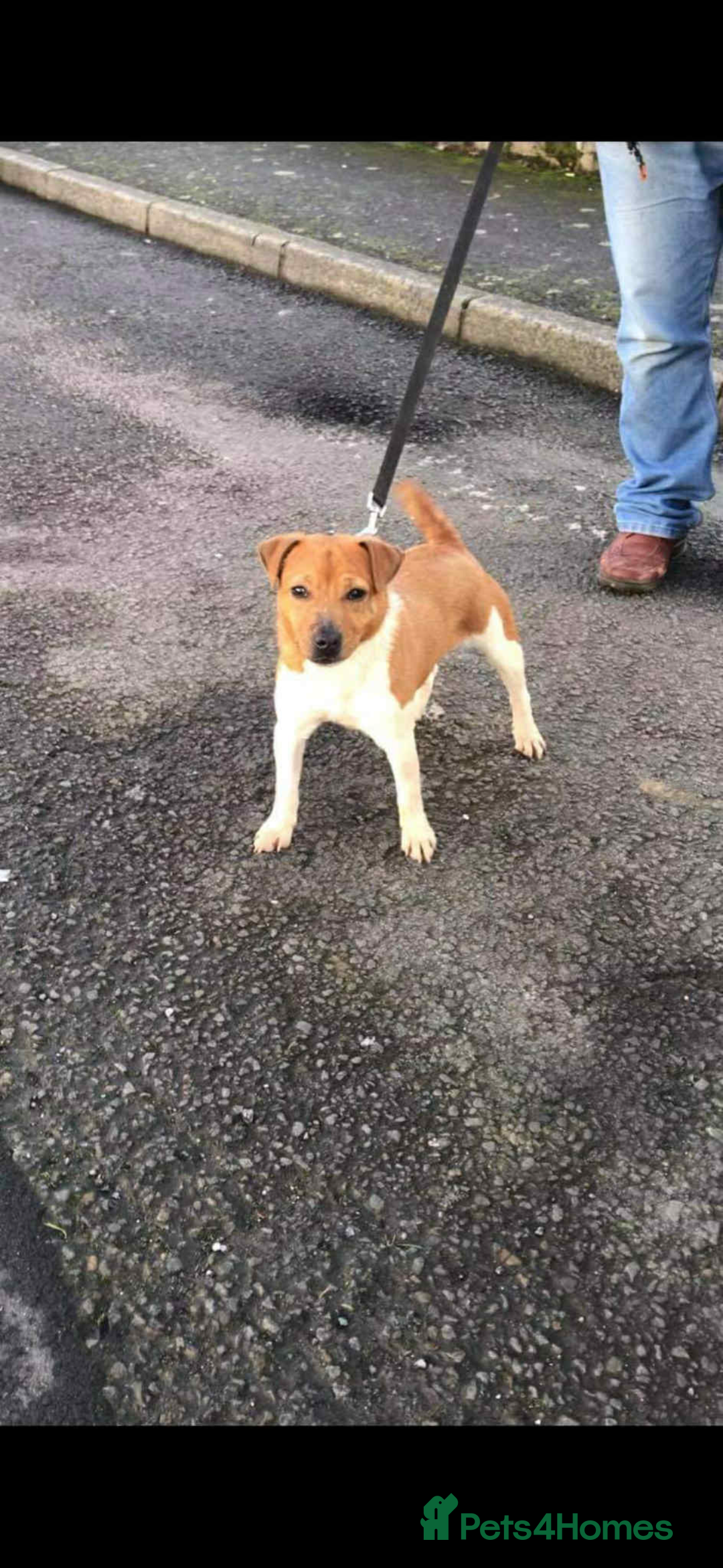 Plummer Terrier dogs for sale: 2 boys available  - Advert 2