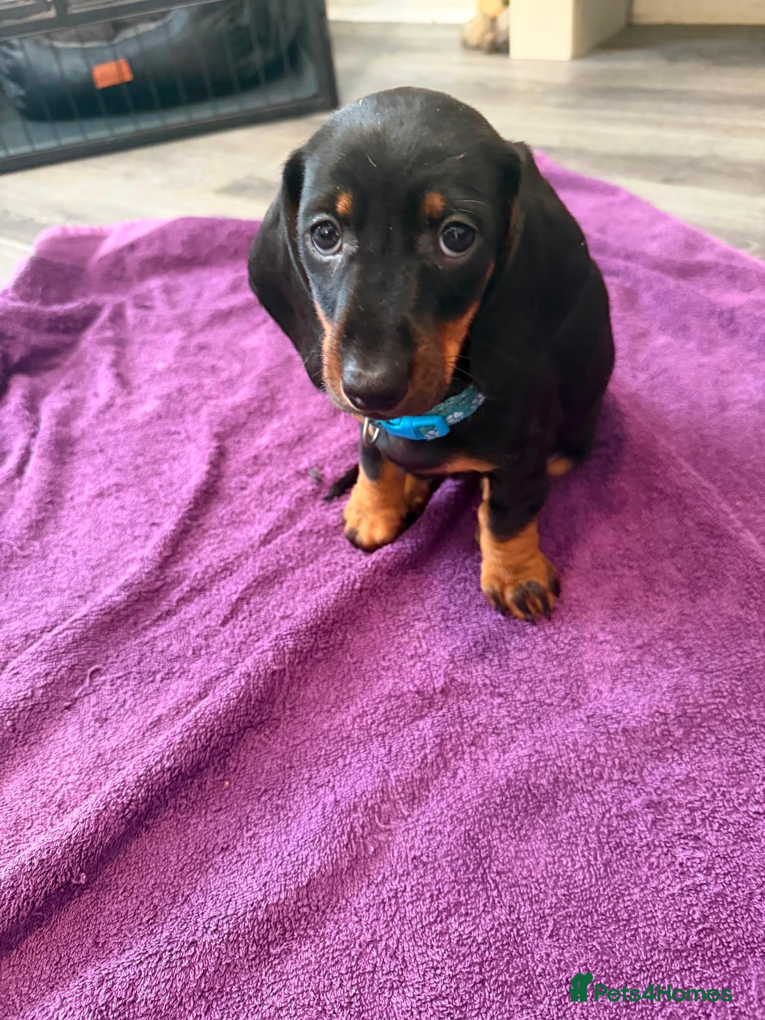 Dachshund dogs Black & Tan Standard Smooth Dachshund Puppies - Advert 2