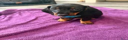 Dachshund dogs for sale: Black & Tan Standard Smooth Dachshund Puppies - Advert 8