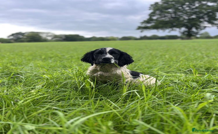 English Springer Spaniel dogs - Advert 3