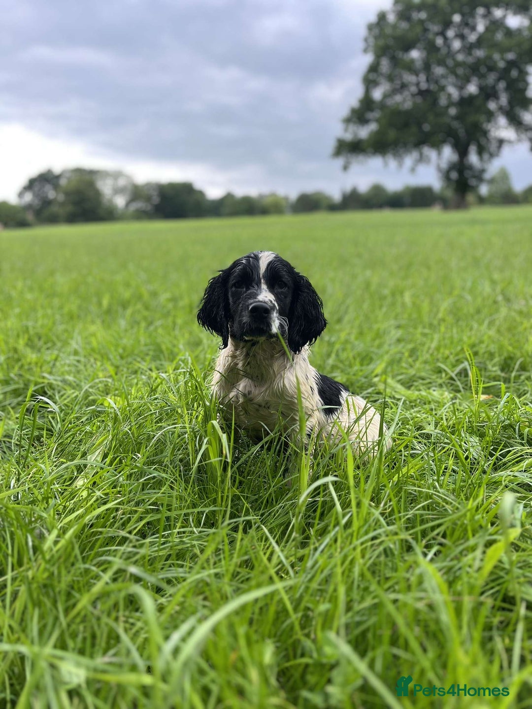 English Springer Spaniel dogs for sale: Male springer gundog prospect  - Image 1