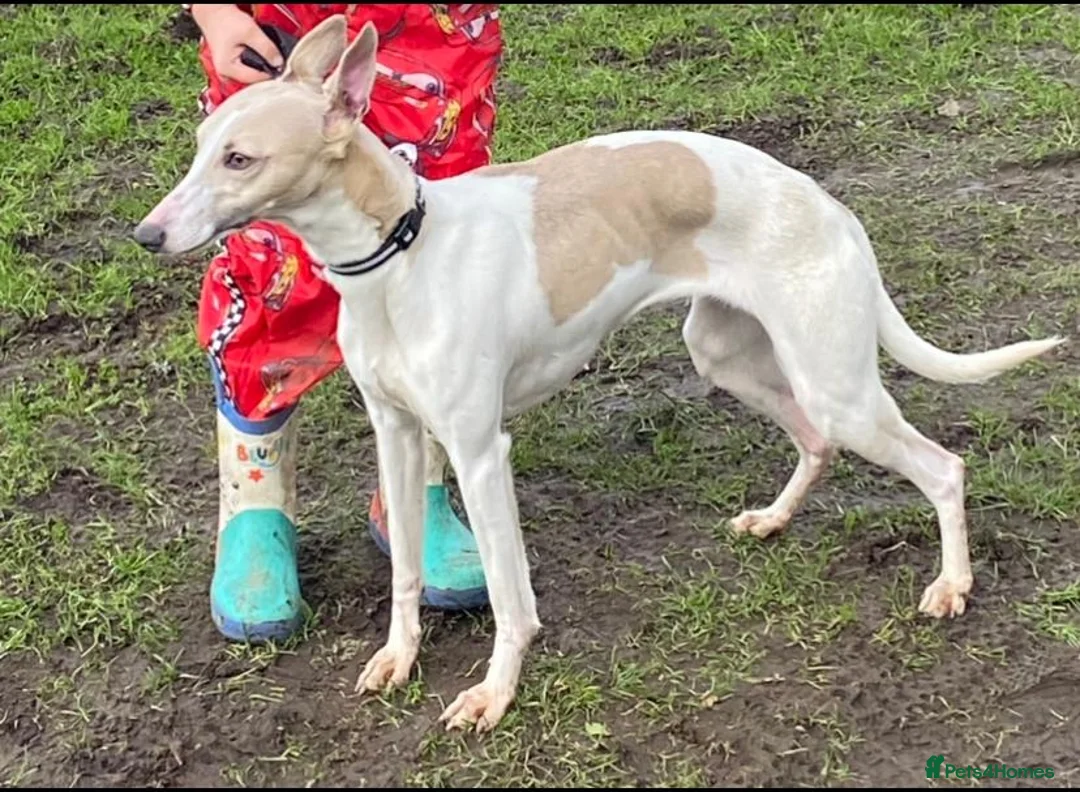 Whippet dogs for sale: Outstanding whippet puppies - Advert 2