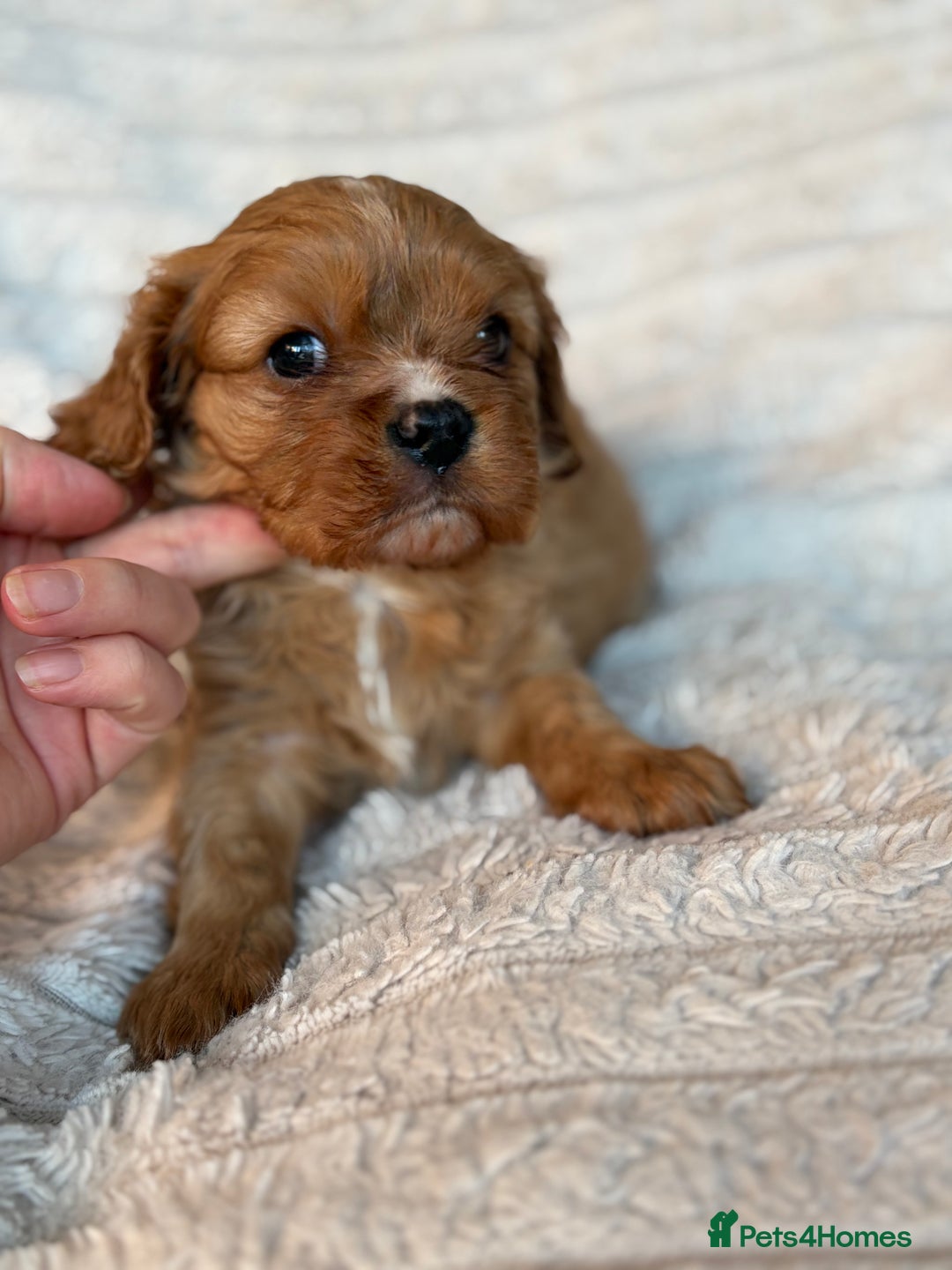 Cavalier King Charles Spaniel dogs for sale: Cavalier King Charles spaniel puppies - Advert 10