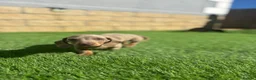 Miniature Dachshund dogs for sale: true tiny dachshunds! - Advert 9