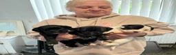 Mixed Breed dogs for sale: Staffy cross puppies - Advert 6