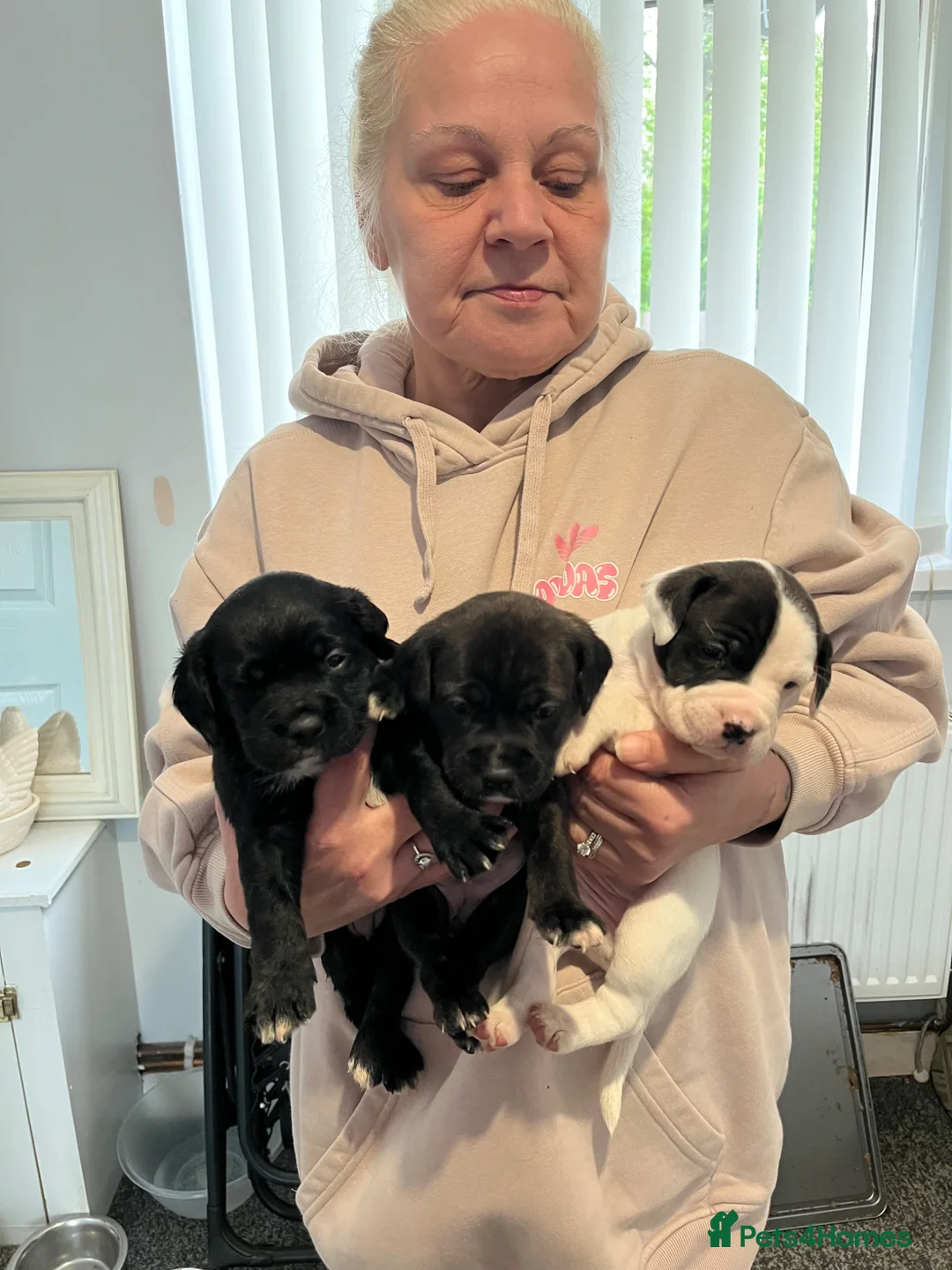 Mixed Breed dogs for sale: Staffy cross puppies - Advert 6