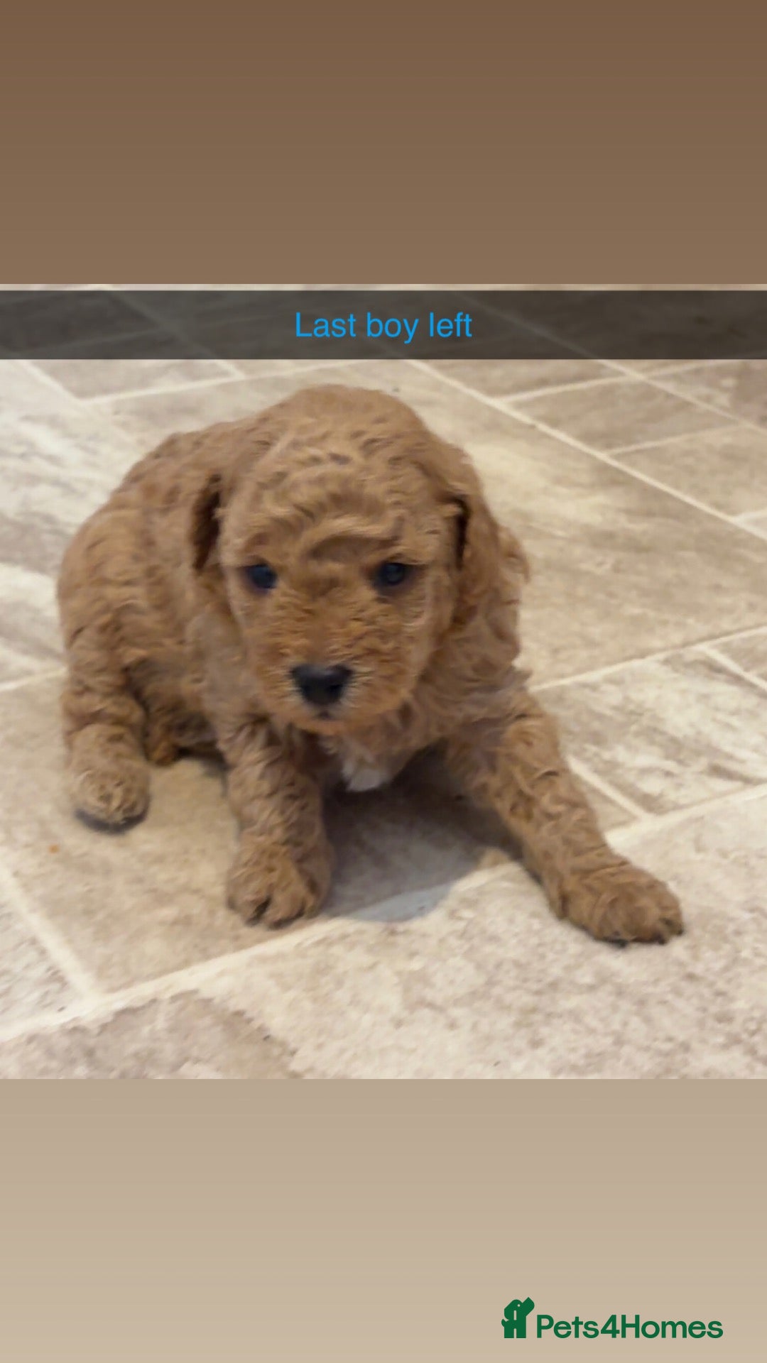 Poochon dogs for sale: Tiny adorable poochon/Dad red toy poodle  - Advert 1