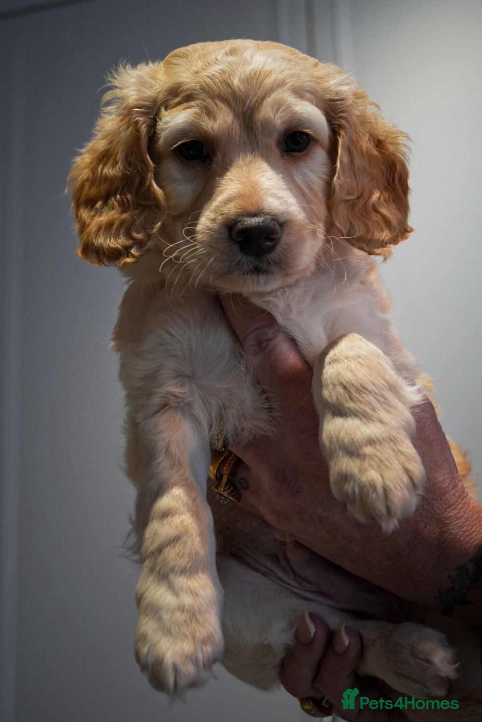 Cockapoo dogs Last F2 cockapoo boy ready to leave reduced  - Advert 14