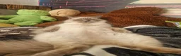 Ragdoll cats for sale: 🐾 Beautiful Ragdoll × Chinchilla Kittens - Advert 2