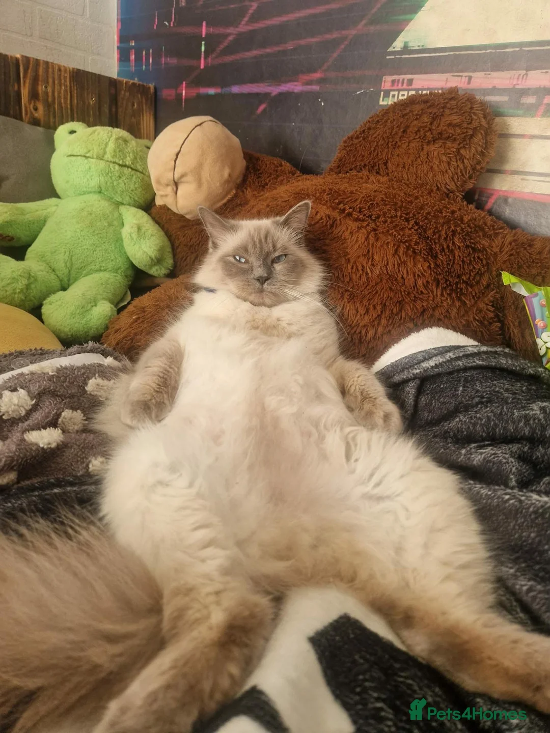 Ragdoll cats for sale: 🐾 Beautiful Ragdoll × Chinchilla Kittens - Advert 2