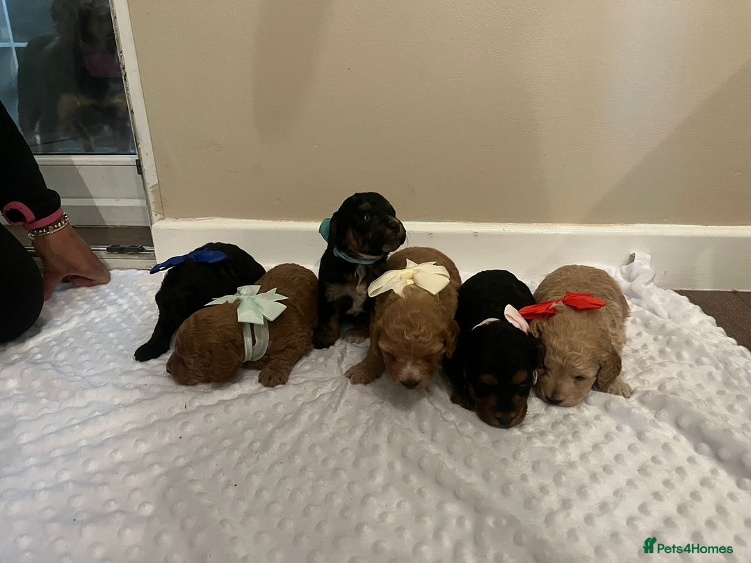 Cockapoo dogs for sale: Cocapoos f1  - Image 13