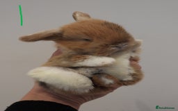 Mini Lop rabbits for sale: Adorable Purebred Baby Mini Lops - Image 3