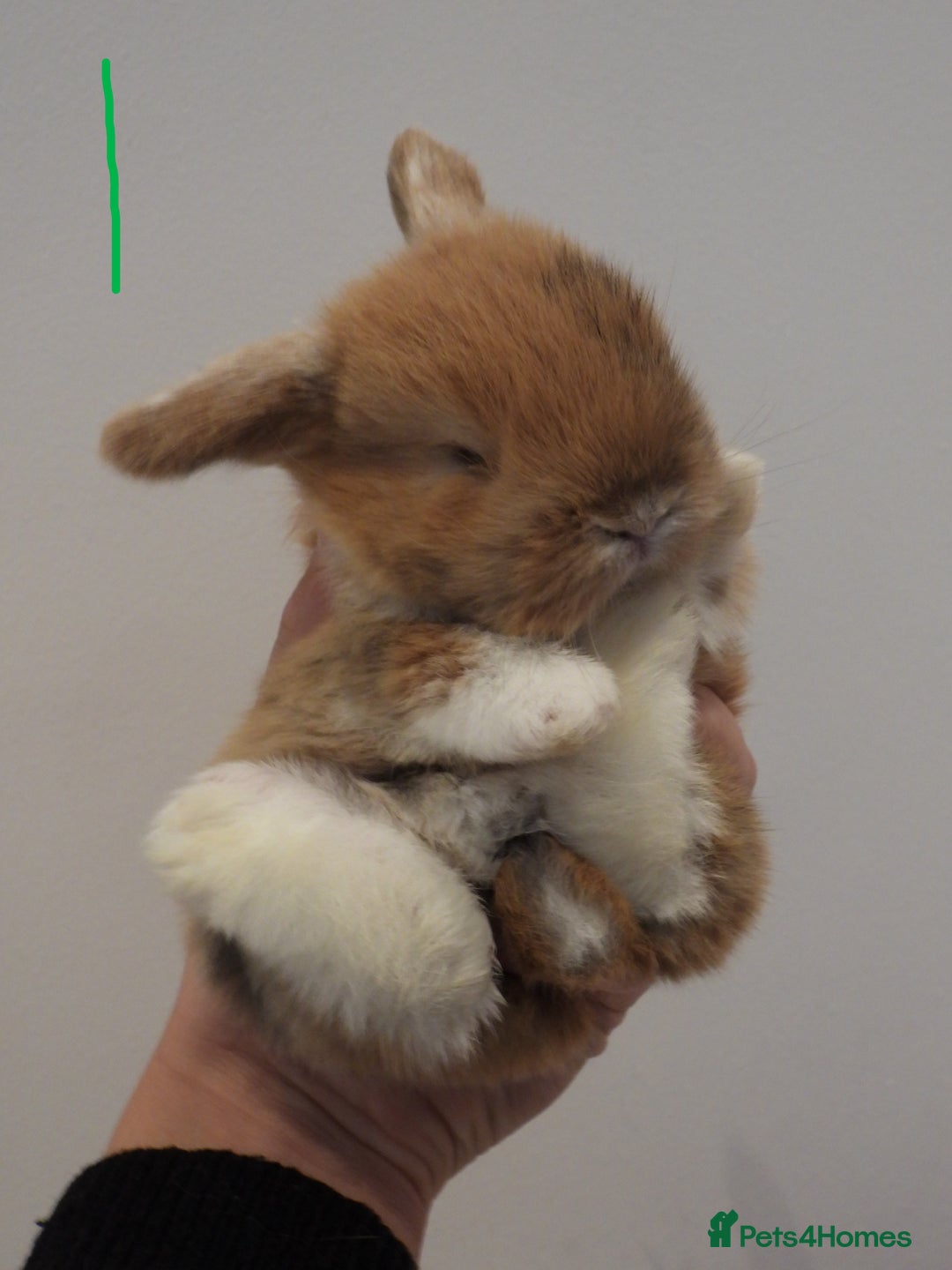 Mini Lop rabbits for sale: Adorable Purebred Baby Mini Lops - Image 3