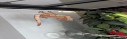 Gecko reptiles for sale: Female Crested Gecko & Setup - Advert 4