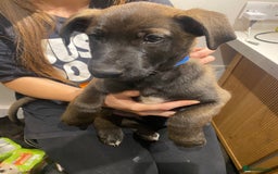 Mixed Breed dogs for sale: GREAT DANE X GERMAN SHEPHERD PUPPIES READY TO GO - Image 2