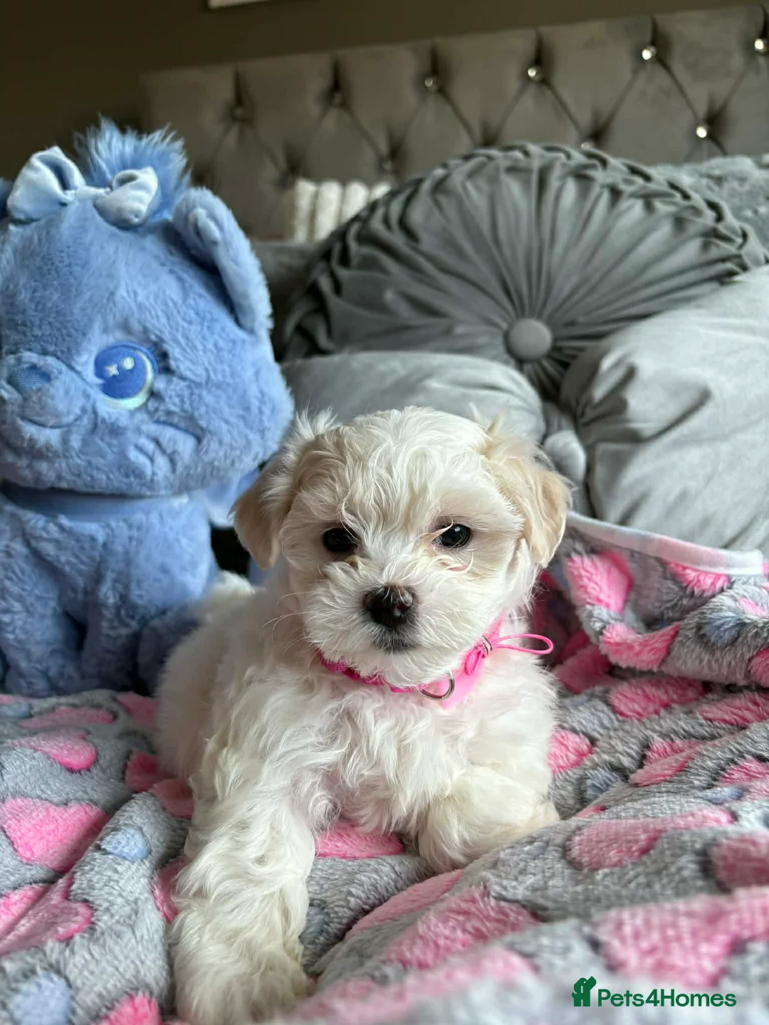 Maltese dogs for sale: Gorgeous tiny Korean Maltese puppies 🐶  - Advert 10