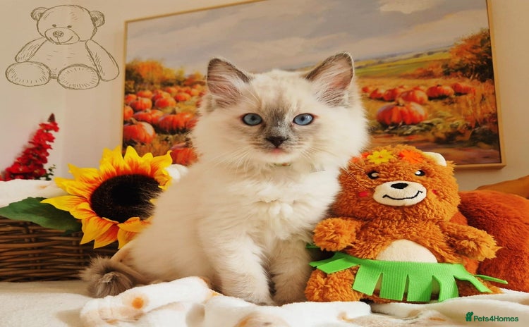 Ragdoll cats - Advert 10