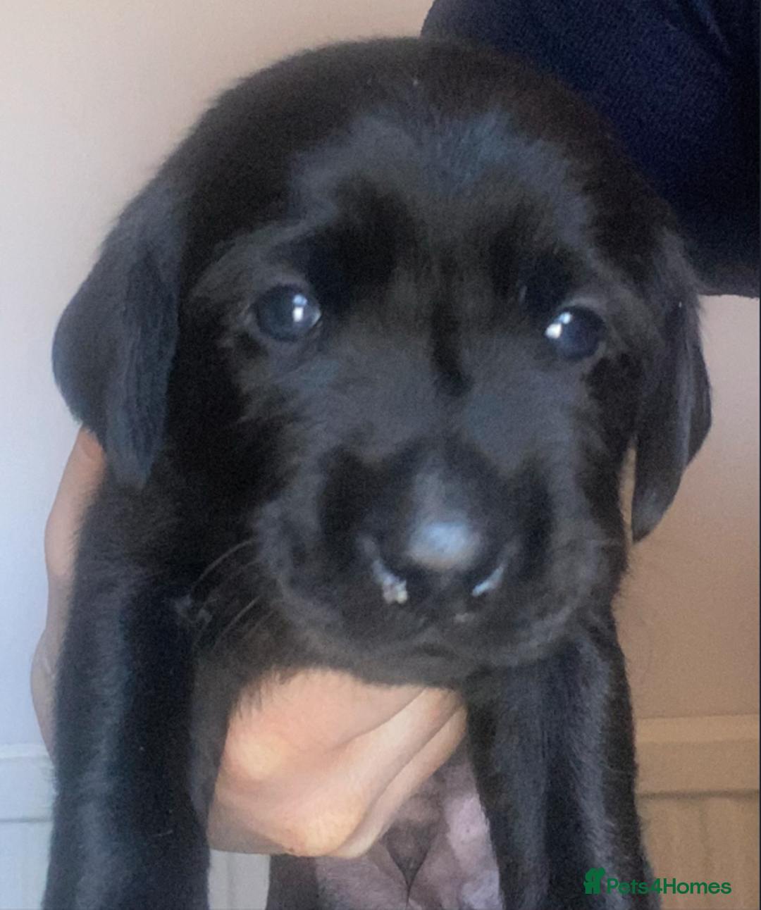 Goldador dogs for sale: 🐾7 Beautiful Labrador x Retriever Puppies🐾 - Advert 14