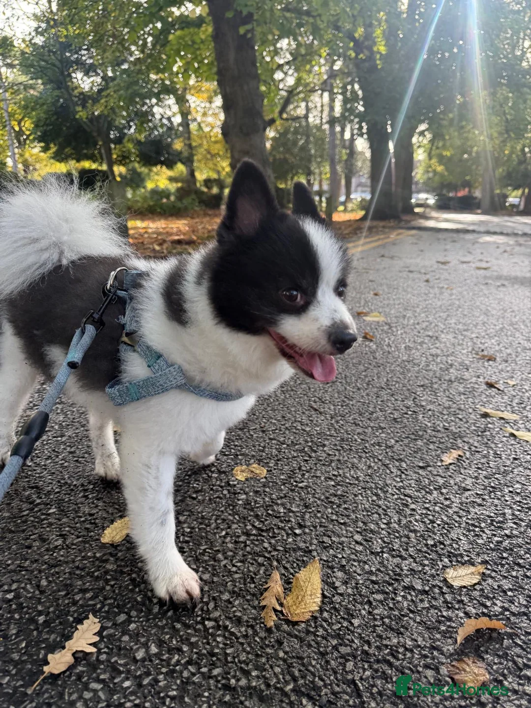 Pomsky dogs for sale: Bear  - Advert 1