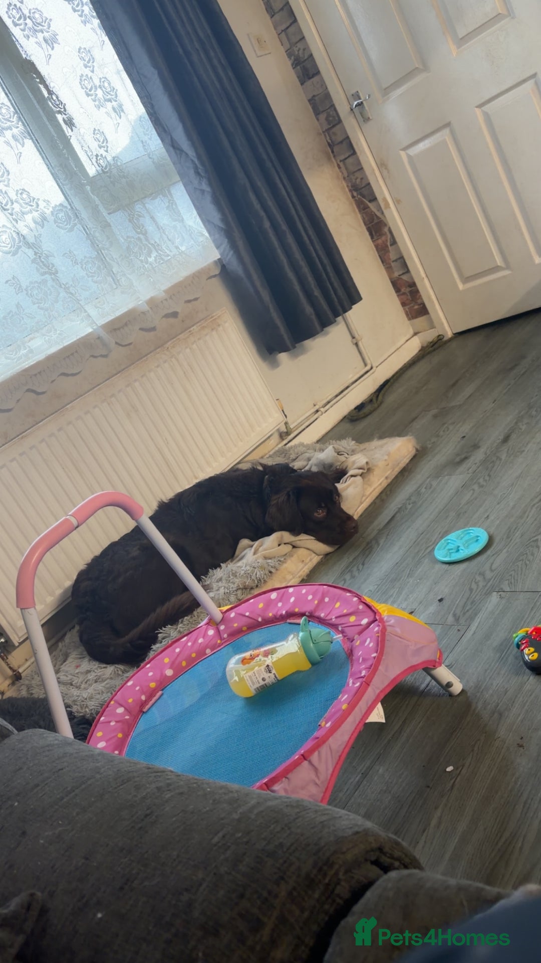 Cockerdor dogs for sale: Labrador x cocker spaniel x poodle male dog - Advert 8