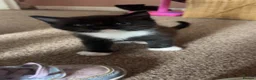 Mixed Breed cats for sale: Half Scottish Fold Kittens - Advert 3