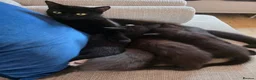 Mixed Breed cats for sale: Two black male kittens for sale  - Advert 9