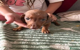 Dachshund dogs for sale: Miniature dachshund  - Image 2