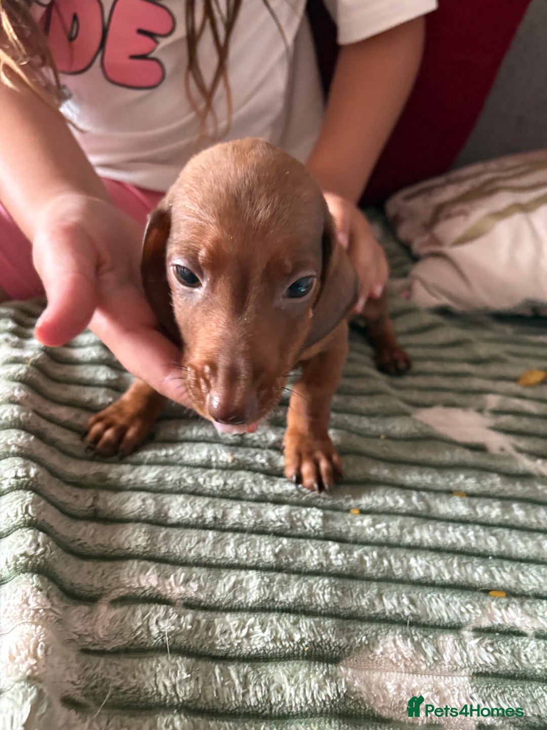 Dachshund dogs for sale: Miniature dachshund  - Image 2