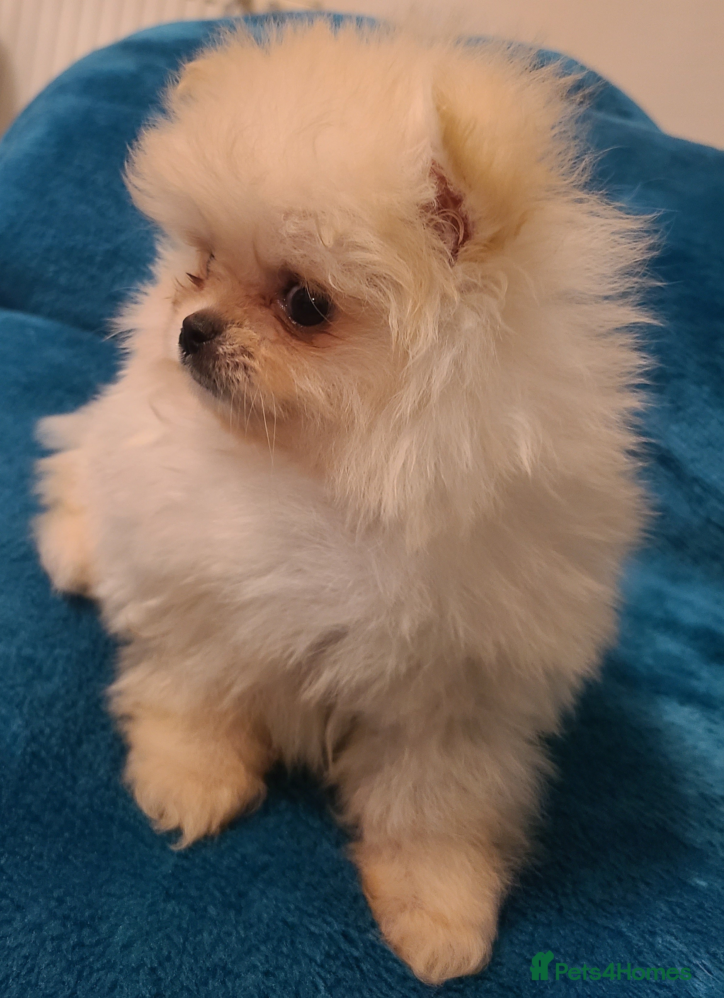 Pomeranian dogs Kc registered pomeranian puppies - Advert 9